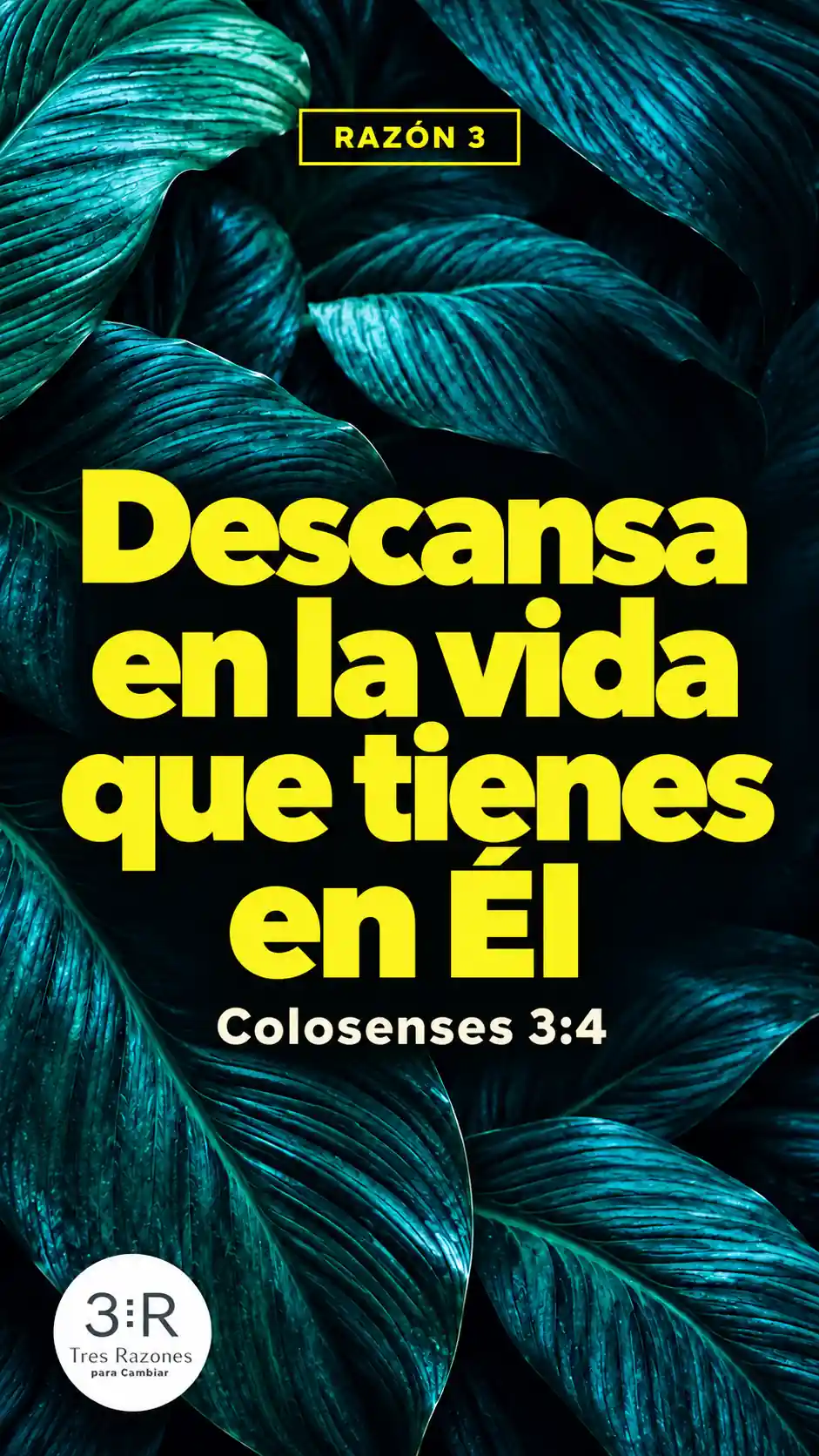 Razón 3: Descansa en la vida que tienes en Él — Colosenses 3:4, en amarillo sobre hojas oscuras.